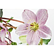 Piardino Christrose (Helleborus orientalis, Topfgröße: 17 cm, Rosa) | BAUHAUS