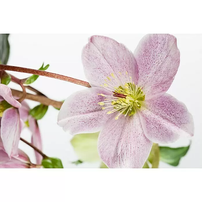 Piardino ChristroseHelleborus orientalis, Topfgröße: 17 cm, Rosa