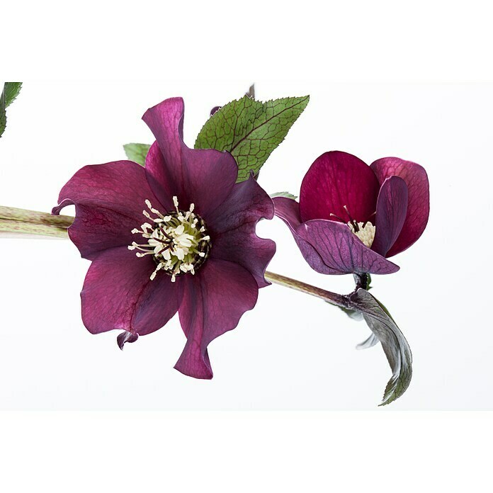 Piardino Christrose (Helleborus orientalis, Topfgröße: 17 cm, Rosa) | BAUHAUS