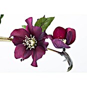 Piardino Christrose (Helleborus orientalis, Topfgröße: 17 cm, Rosa) | BAUHAUS