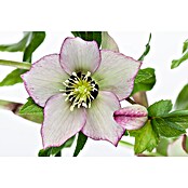 Piardino Christrose (Helleborus orientalis, Topfgröße: 17 cm, Rosa) | BAUHAUS