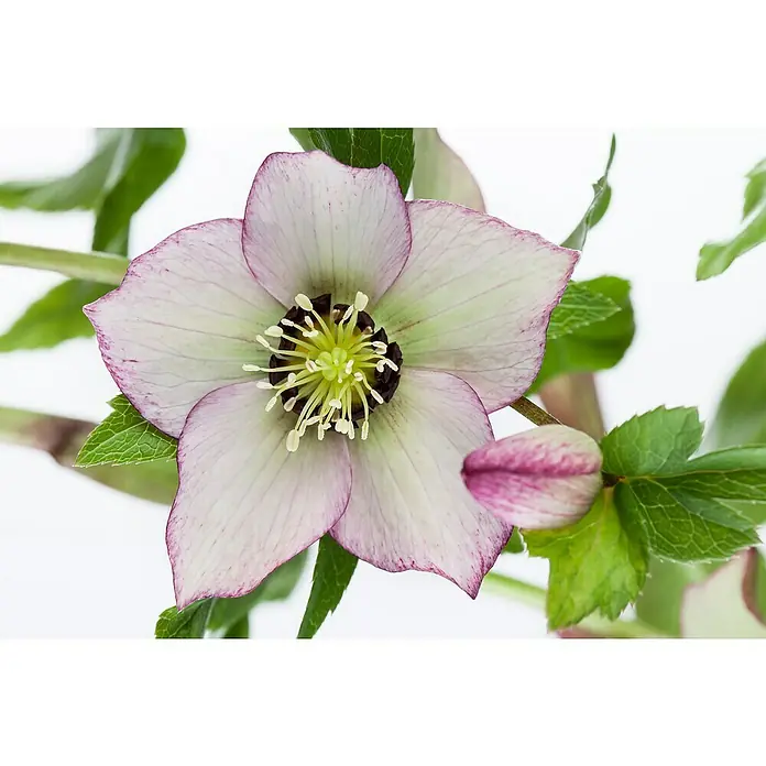Piardino ChristroseHelleborus orientalis, Topfgröße: 17 cm, Rosa - Nahaufnahme einer eleganten Christrose mit zarten, weiß-rosa Blütenblättern und einem auffälligen gelb-schwarzen Zentrum.