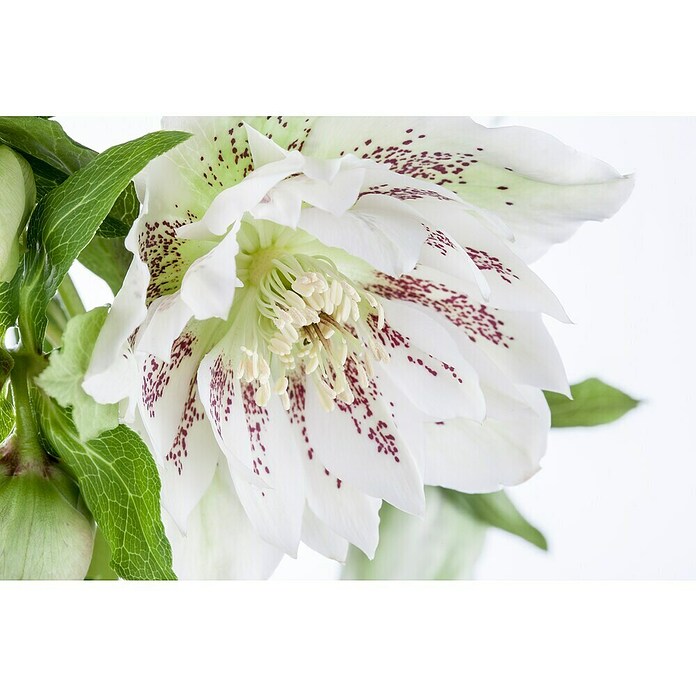 Piardino Christrose (Helleborus orientalis, Topfgröße: 17 cm, Rosa) | BAUHAUS