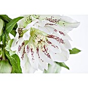 Piardino Christrose (Helleborus orientalis, Topfgröße: 17 cm, Rosa) | BAUHAUS