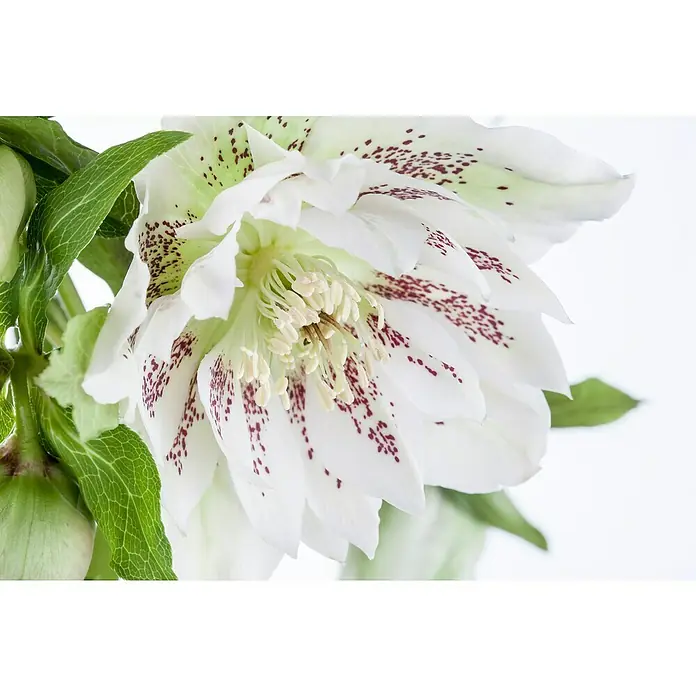 Piardino ChristroseHelleborus orientalis, Topfgröße: 17 cm, Rosa - Nahaufnahme einer eleganten, weißen Helleborus-Blume mit zarten burgunderroten Tupfen, die ihre filigranen Blütenblätter akzentuieren.