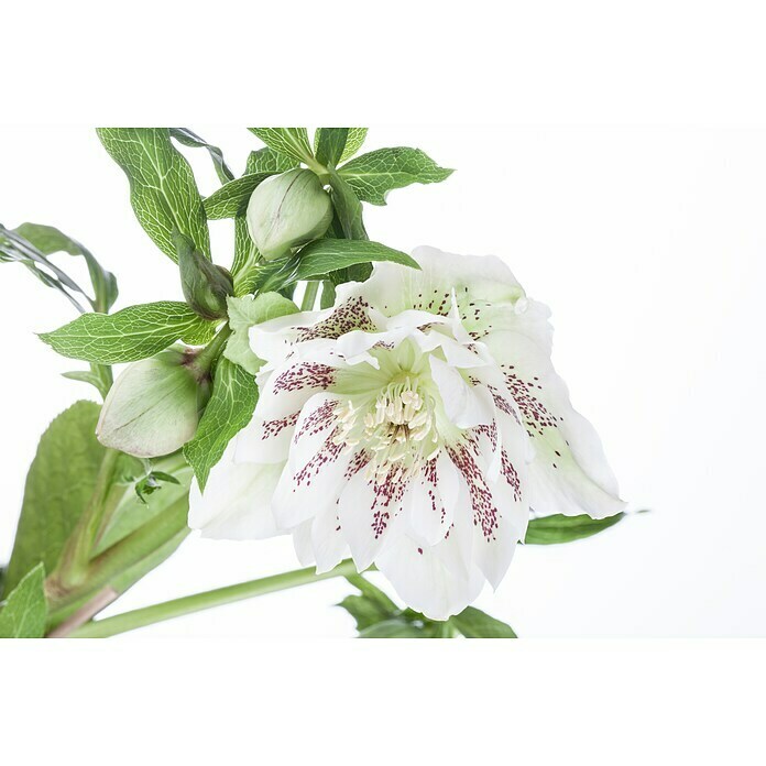 Piardino Christrose (Helleborus orientalis, Topfgröße: 17 cm, Rosa) | BAUHAUS