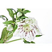 Piardino Christrose (Helleborus orientalis, Topfgröße: 17 cm, Rosa) | BAUHAUS