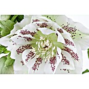 Piardino Christrose (Helleborus orientalis, Topfgröße: 17 cm, Rosa) | BAUHAUS