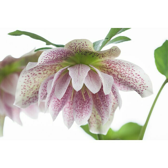 Piardino Christrose (Helleborus orientalis, Topfgröße: 17 cm, Rosa) | BAUHAUS