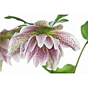 Piardino Christrose (Helleborus orientalis, Topfgröße: 17 cm, Rosa) | BAUHAUS