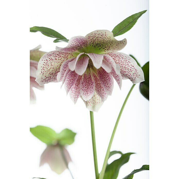 Piardino Christrose (Helleborus orientalis, Topfgröße: 17 cm, Rosa) | BAUHAUS