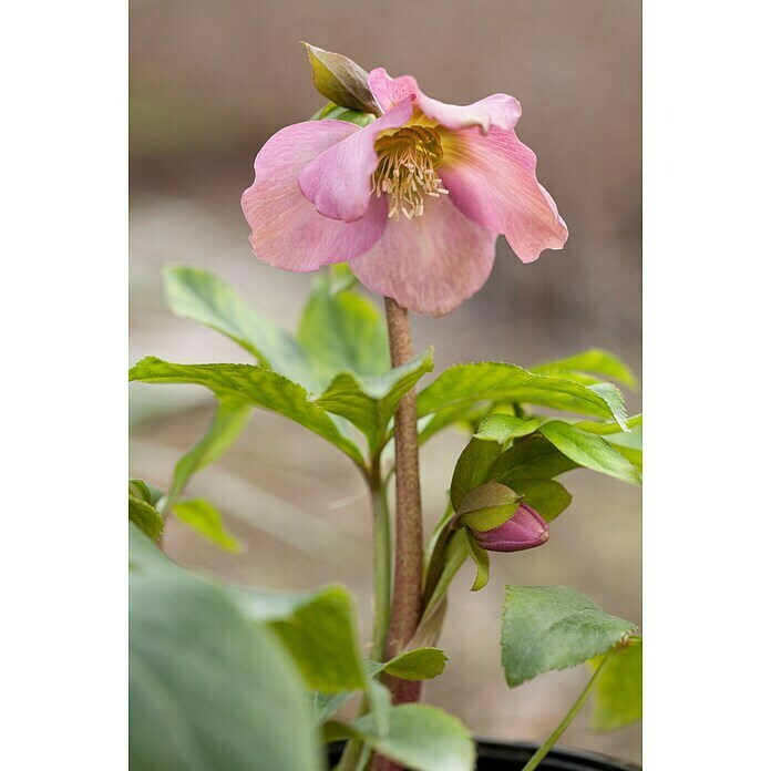 Piardino Christrose (Helleborus orientalis, Topfgröße: 17 cm, Rosa) | BAUHAUS