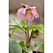 Piardino Christrose (Helleborus orientalis, Topfgröße: 17 cm, Rosa) | BAUHAUS