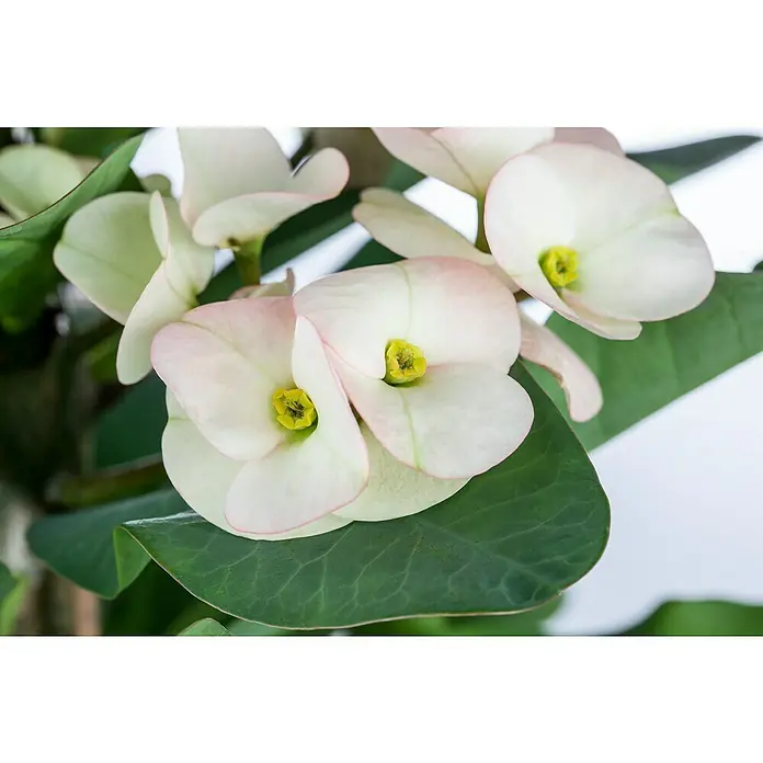 Piardino Christusdorn - Euphorbia milii, Topfgröße: 10 cm, Rot - Nahaufnahme einer weißen und rosa blühenden Euphorbia milii Pflanze mit grünen Blättern und gelben Blütenständen, die Details hervorhebt.