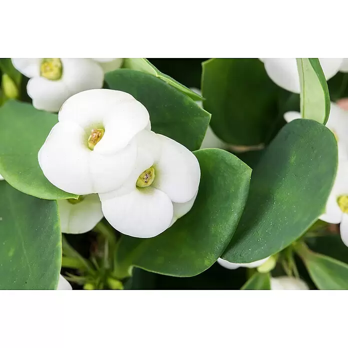 Piardino Christusdorn - Euphorbia milii, Topfgröße: 10 cm, Rot - Nahaufnahme weißer Blüten mit gelben Zentren und leuchtend grünen Blättern.