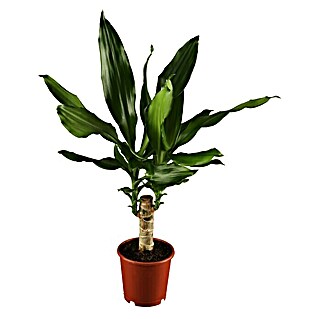 Piardino Drácena marginata (Dracaena fragrans, Tamaño de maceta: 12 cm, Verde oscuro)