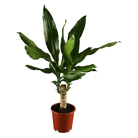 Piardino  Drácena marginata
