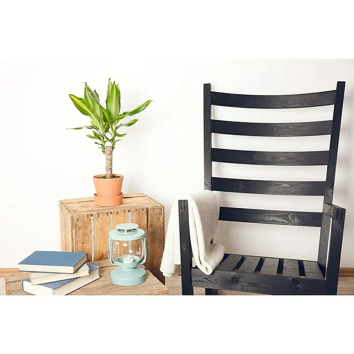 Piardino Drácena marginata - Dracaena fragrans, Tamaño de maceta: 17 cm, Verde oscuro - Interior elegante con una silla de madera negra, una planta verde y libros decorativos, creando un ambiente acogedor y agradable.