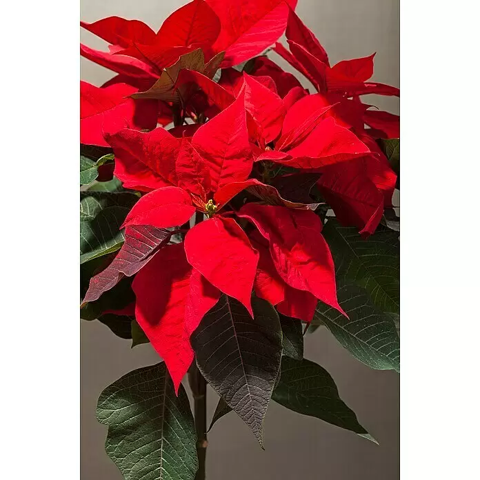 Piardino Weihnachtsstern - Euphorbia pulcherrima, Topfgröße: 15 cm, Rosa/Rot/Weiß - Stimmungsaufnahme