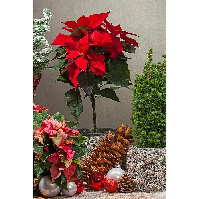 Piardino Flor de Pascua - Euphorbia pulcherrima, Tamaño de maceta: 19 cm, Rosa/Rojo/Blanco - Decoración navideña festiva con una brillante flor de Pascua roja, piñas y adornos navideños brillantes.