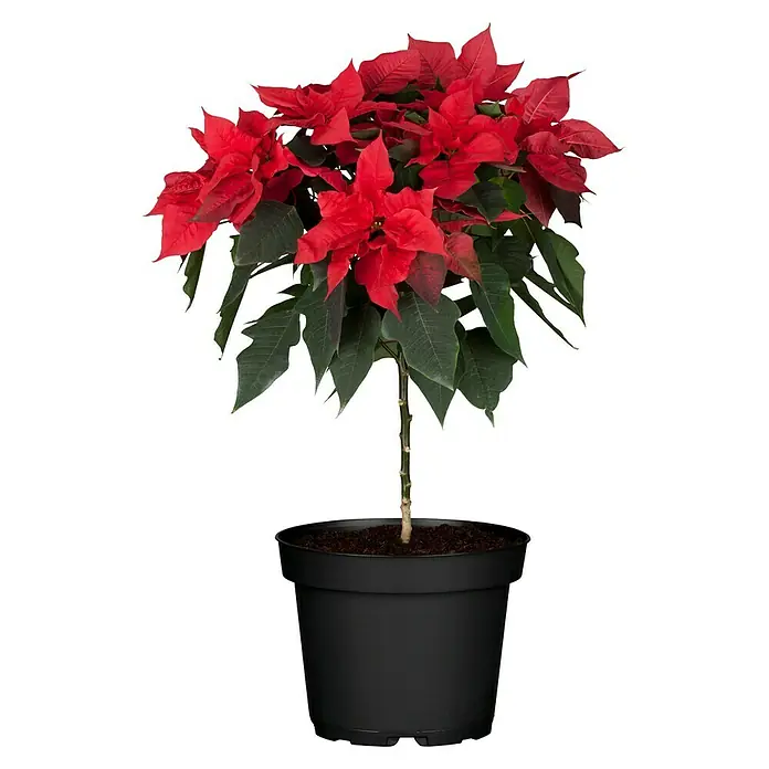 Piardino Flor de Pascua - Euphorbia pulcherrima, Tamaño de maceta: 19 cm, Rosa/Rojo/Blanco - Flor de Pascua roja en maceta negra, ideal para decoraciones navideñas, con hojas rojas y verdes vibrantes.