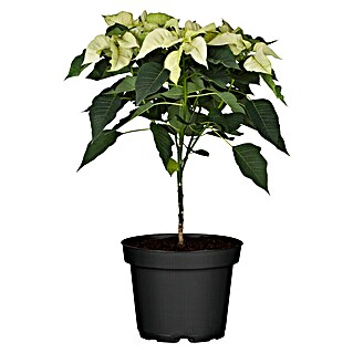 Piardino Flor de Pascua (Euphorbia pulcherrima, Tamaño de maceta: 19 cm, Rosa/Rojo/Blanco)