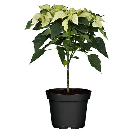 Piardino Flor de Pascua
