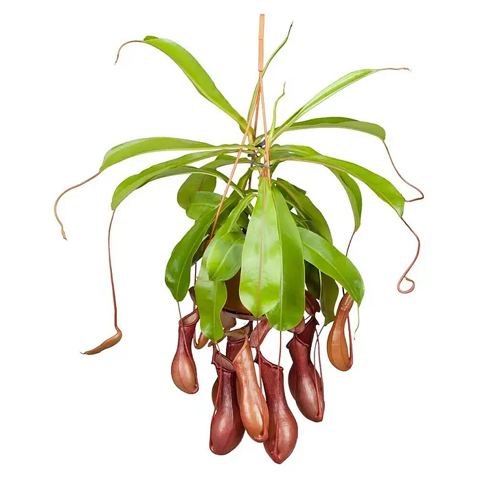 Piardino Kannenpflanze - Nepenthes, Topfgröße: 25 cm - Eine Hängepflanze der Kannenpflanze mit grünen Blättern und roten Kannen, die an einem schwarzen Hintergrund hängen.
