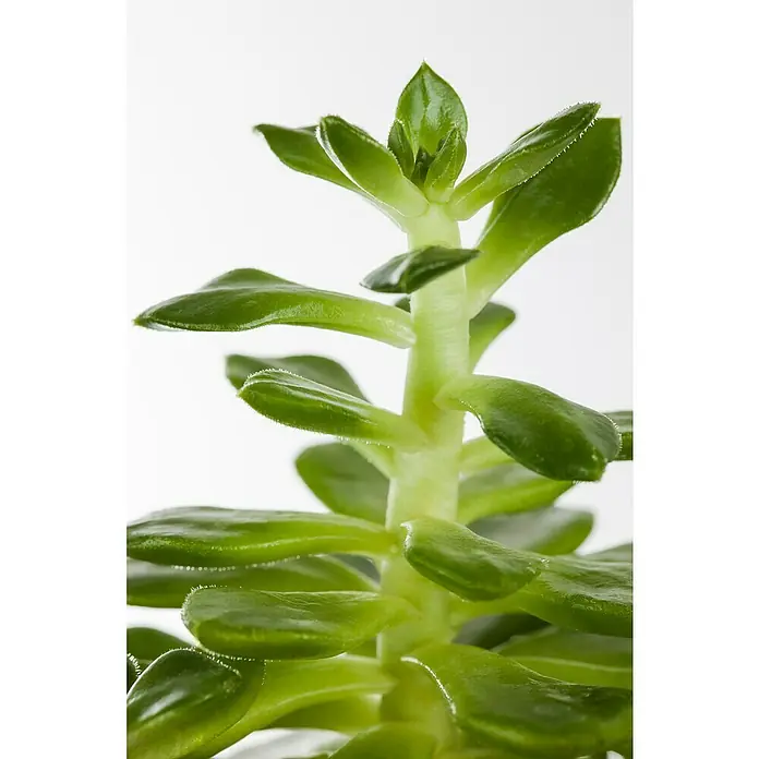 Piardino Rosa de alabastro - Echeveria, Tamaño de maceta: 13 cm, Verde medio - gris - Primer plano de una suculenta verde, que muestra sus hojas carnosas y suculenta textura. Ideal para los amantes de las plantas de fácil cuidado.
