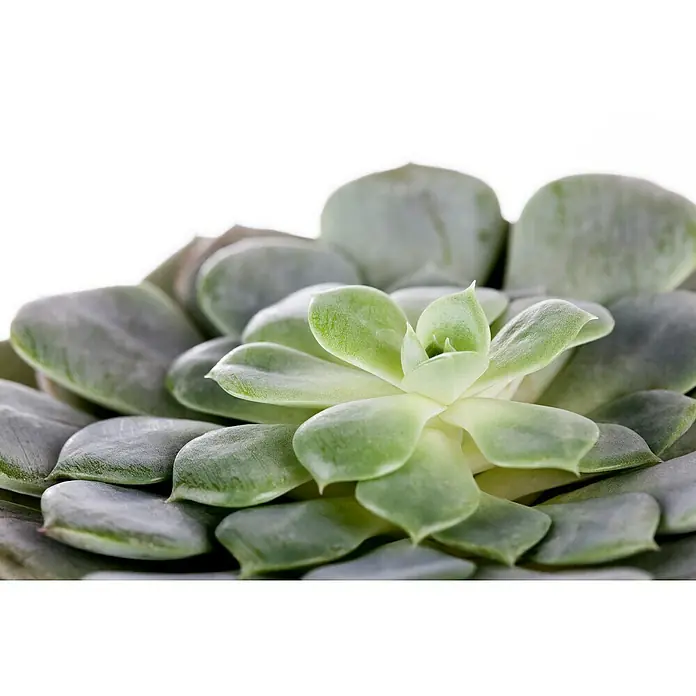 Piardino Rosa de alabastro - Echeveria, Tamaño de maceta: 13 cm, Verde medio - gris - Un primer plano muestra una suculenta Echeveria, con sus hojas gruesas y carnosas dispuestas en un patrón de roseta decorativa.