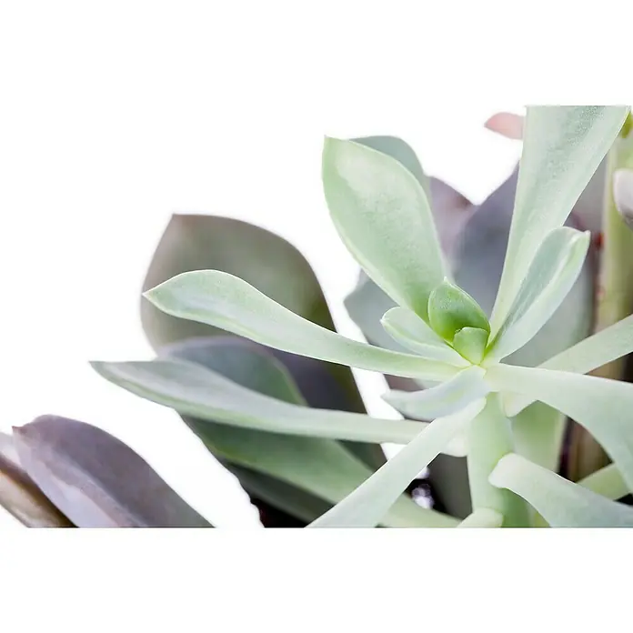 Piardino Rosa de alabastro - Echeveria, Tamaño de maceta: 13 cm, Verde medio - gris - Primer plano de una atractiva suculenta de color verde pálido, sus hojas carnosas y su sutil textura muestran su belleza natural.