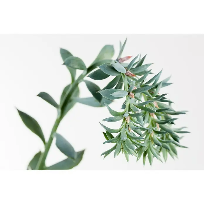 Piardino Rosa de alabastro - Echeveria, Tamaño de maceta: 13 cm, Verde medio - gris - Planta suculenta de color verde azulado con hojas gruesas y puntiagudas que forman una espiral densa a lo largo del tallo.