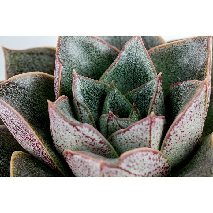 Piardino EcheverieEcheveria, Topfgröße: 6 cm, Mittelgrün/Grau-Grün Detail Shot