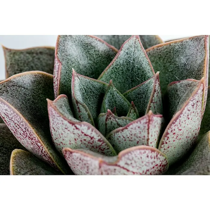 Piardino Rosa de alabastro - Echeveria, Tamaño de maceta: 13 cm, Verde medio - gris - Primer plano de una suculenta Echeveria mostrando un atractivo patrón rojo en sus hojas. La suculenta es una planta de interior elegante y fácil de cuidar.