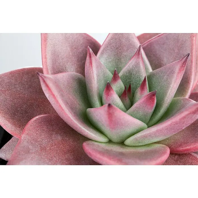 Piardino Rosa de alabastro - Echeveria, Tamaño de maceta: 13 cm, Verde medio - gris - Primer plano de una Echeveria 'Perle von Nürnberg', una planta suculenta con hojas rosas y puntas verdes.