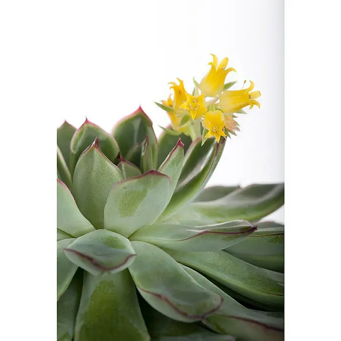 Piardino Rosa de alabastro - Echeveria, Tamaño de maceta: 13 cm, Verde medio - gris - Primer plano de una suculenta Echeveria con hojas verdes y flores amarillas.