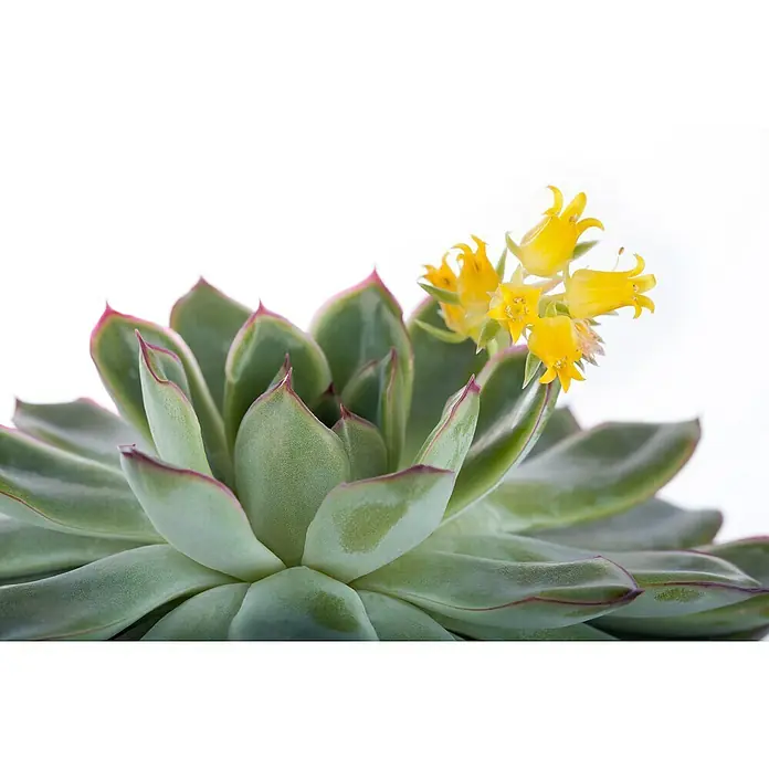 Piardino Rosa de alabastro - Echeveria, Tamaño de maceta: 13 cm, Verde medio - gris - Primer plano de una Echeveria suculenta con flores amarillas, destacando la belleza y los detalles intrincados de la planta.
