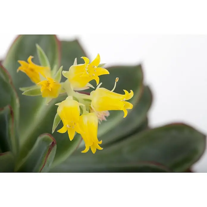 Piardino Rosa de alabastro - Echeveria, Tamaño de maceta: 13 cm, Verde medio - gris - Primer plano de una planta de Echeveria con vibrantes flores amarillas en forma de campana, creando un hermoso contraste con las hojas verdes.