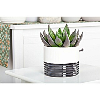 Piardino Rosa de alabastro (Echeveria, Tamaño de maceta: 13 cm, Verde medio - gris)