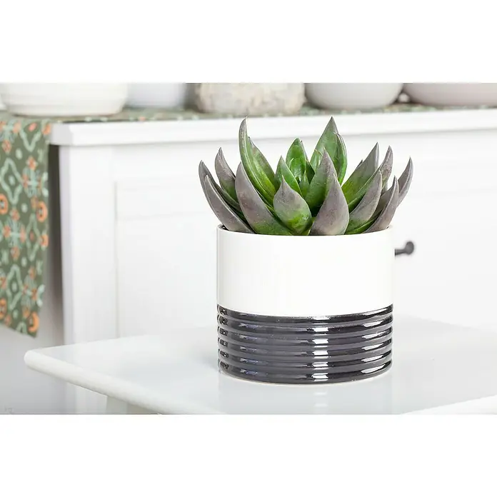 Piardino Rosa de alabastro - Echeveria, Tamaño de maceta: 13 cm, Verde medio - gris - Primer plano de una suculenta en una maceta de dos tonos. La jardinera tiene una parte superior blanca y una parte inferior acanalada de color gris oscuro.