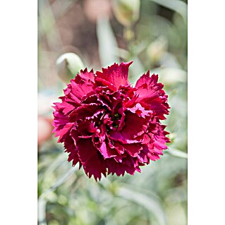 Piardino Clavel (Dianthus caryophyllus, Tamaño de maceta: 11 cm, En función de la variedad)