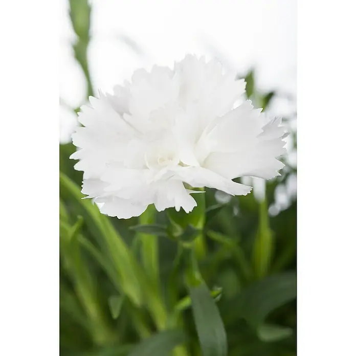 Piardino Clavel - Dianthus caryophyllus, Tamaño de maceta: 11 cm, En función de la variedad - Primer plano de un clavel blanco con pétalos festoneados y tallos verdes, mostrando su delicada belleza.