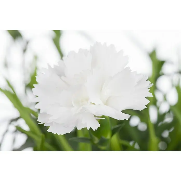 Piardino Clavel - Dianthus caryophyllus, Tamaño de maceta: 11 cm, En función de la variedad - Primer plano de una flor de clavel blanco con pétalos serrados y tallos verdes, que irradia una belleza elegante y pura.