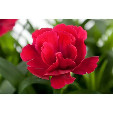 Piardino  Gartennelke