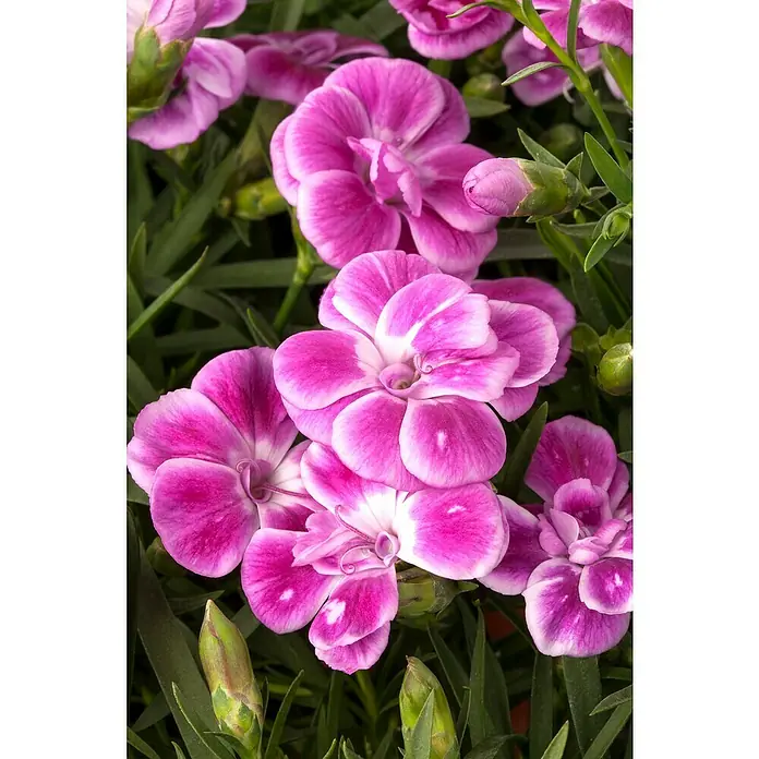 Piardino Gartennelke - Topfgröße: 11 cm, Sortenabhängig - Nahaufnahme einer Gruppe lebendiger, rosa und weißer Nelkenblüten in voller Blüte, umgeben von grünen Blättern.