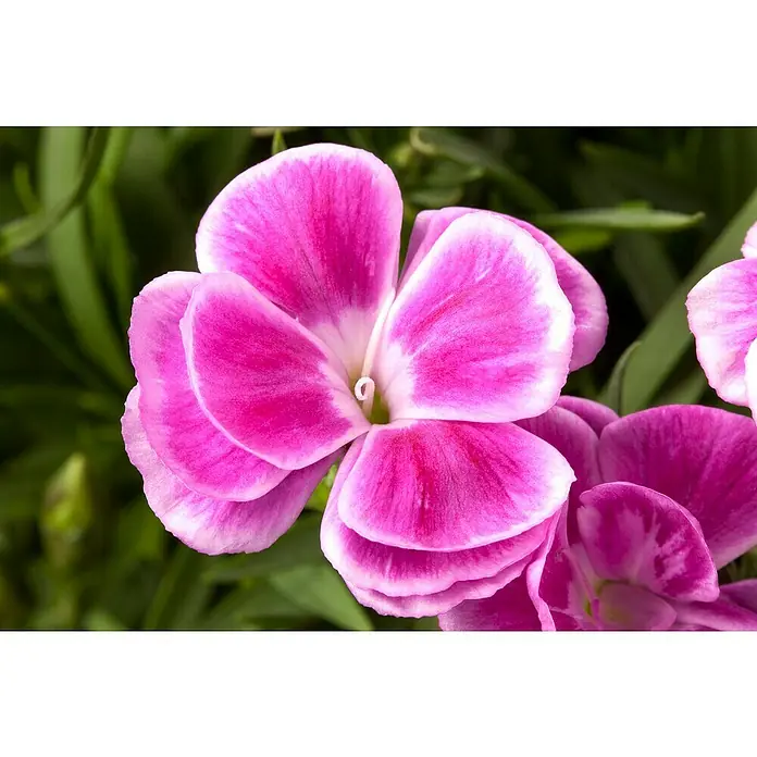 Piardino Gartennelke - Topfgröße: 11 cm, Sortenabhängig - Nahaufnahme einer rosa und weißen Nelkenblume mit zarten Blütenblättern und grünen Blättern im Hintergrund.