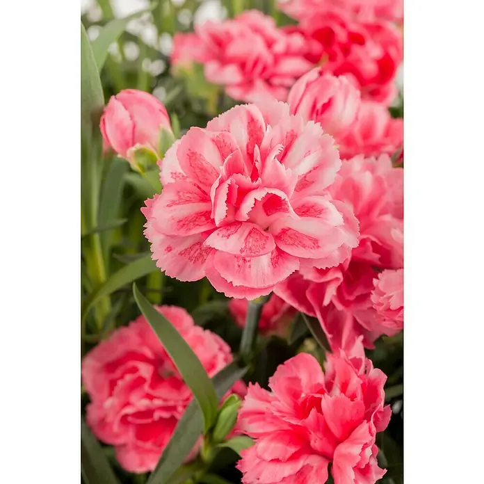 Piardino Clavel - Dianthus caryophyllus, Tamaño de maceta: 11 cm, En función de la variedad - Primer plano de un grupo de flores de clavel rosa con hojas verdes, destacando los delicados detalles y los colores de las flores.
