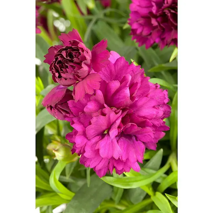 Piardino Gartennelke - Topfgröße: 11 cm, Sortenabhängig - Nahaufnahme einer leuchtend pinkfarbenen Nelkenblüte mit filigranen Blütenblättern und grünen Blättern.