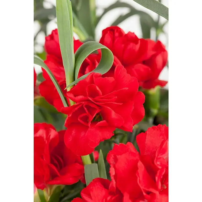 Piardino Gartennelke - Topfgröße: 11 cm, Sortenabhängig - Nahaufnahme von roten Nelkenblüten mit grünen Blättern, die die zarten Blütenblätter und lebendigen Farben dieser klassischen Blumen hervorheben.