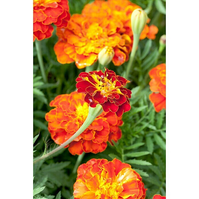 Tagetes patula 9 i.F. gem. kleinblumig